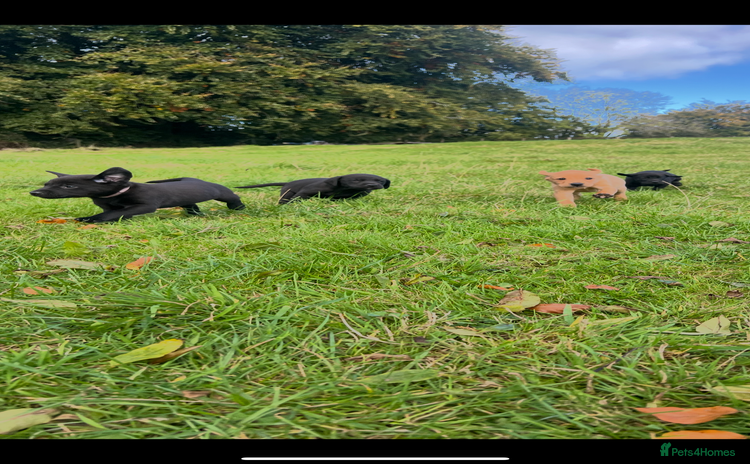 Labrador Retriever dogs - Advert 9