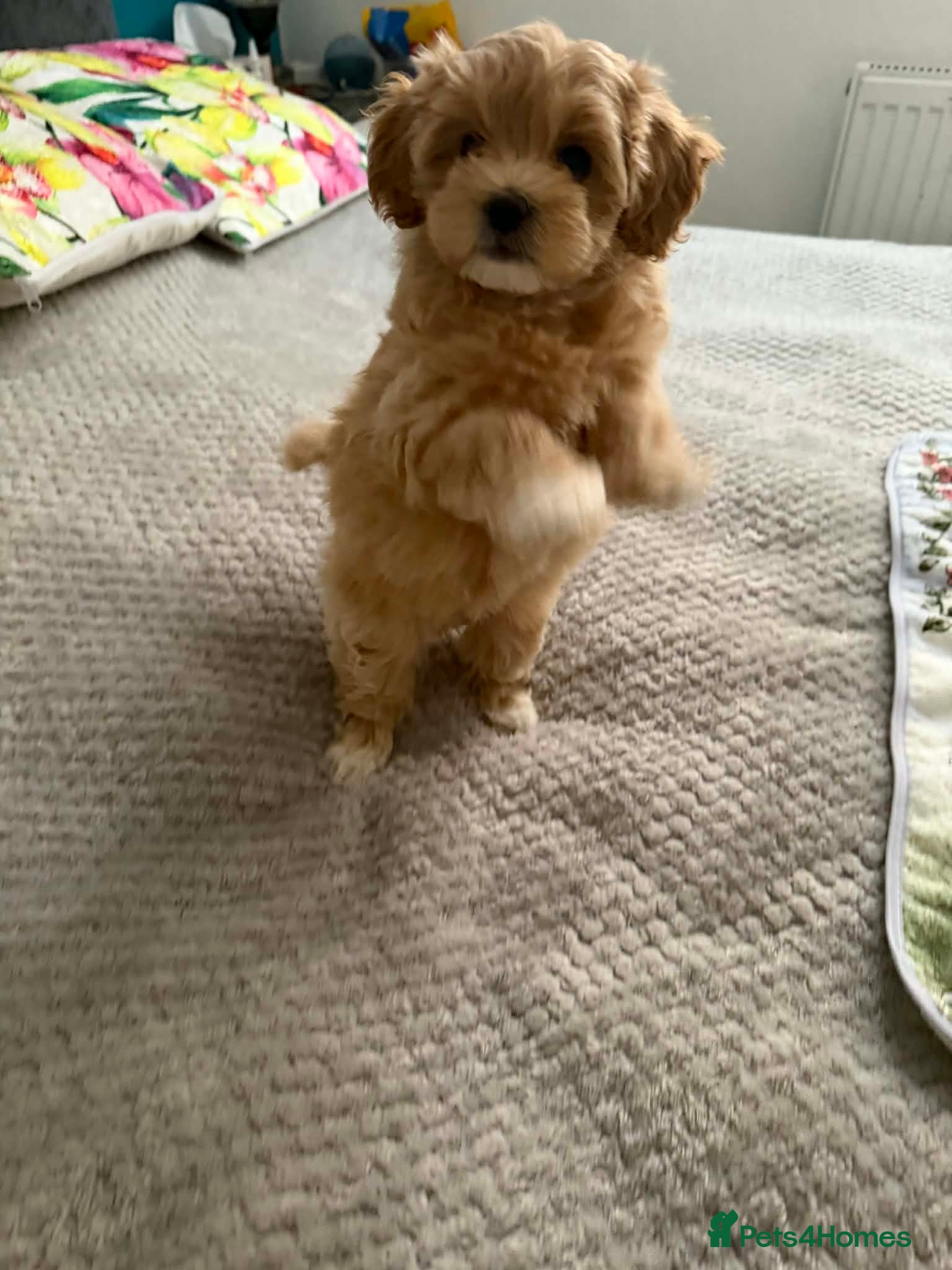 Maltipoo dogs Maltipoo Puppies for sale  - Advert 2