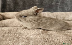 Netherland Dwarf rabbits for sale: Blue and Magpie boys - Advert 2