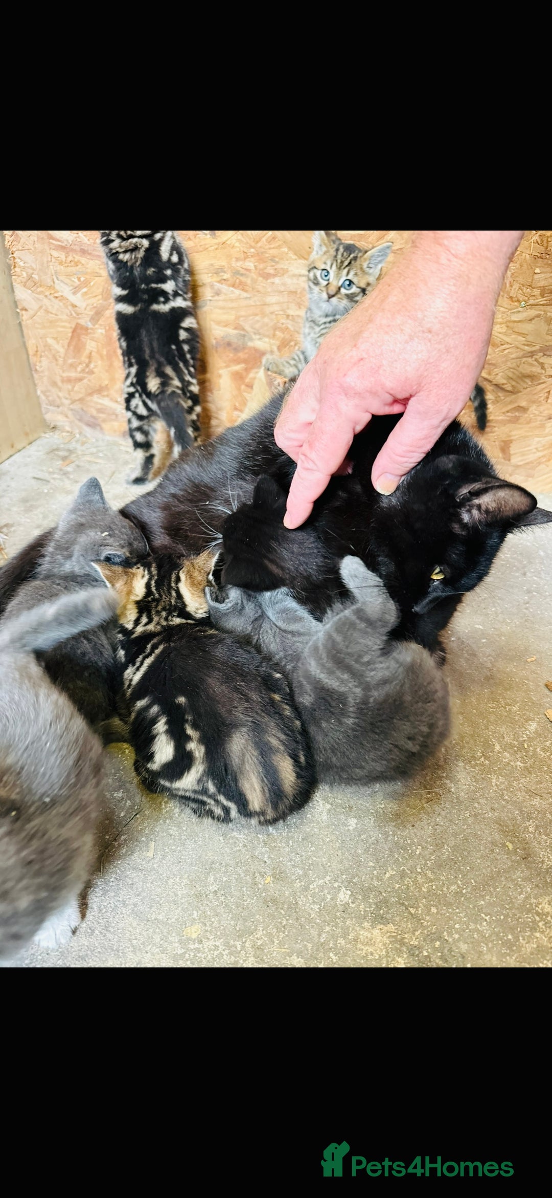 British Shorthair cats for sale: Beautiful kittens for sale - Image 15