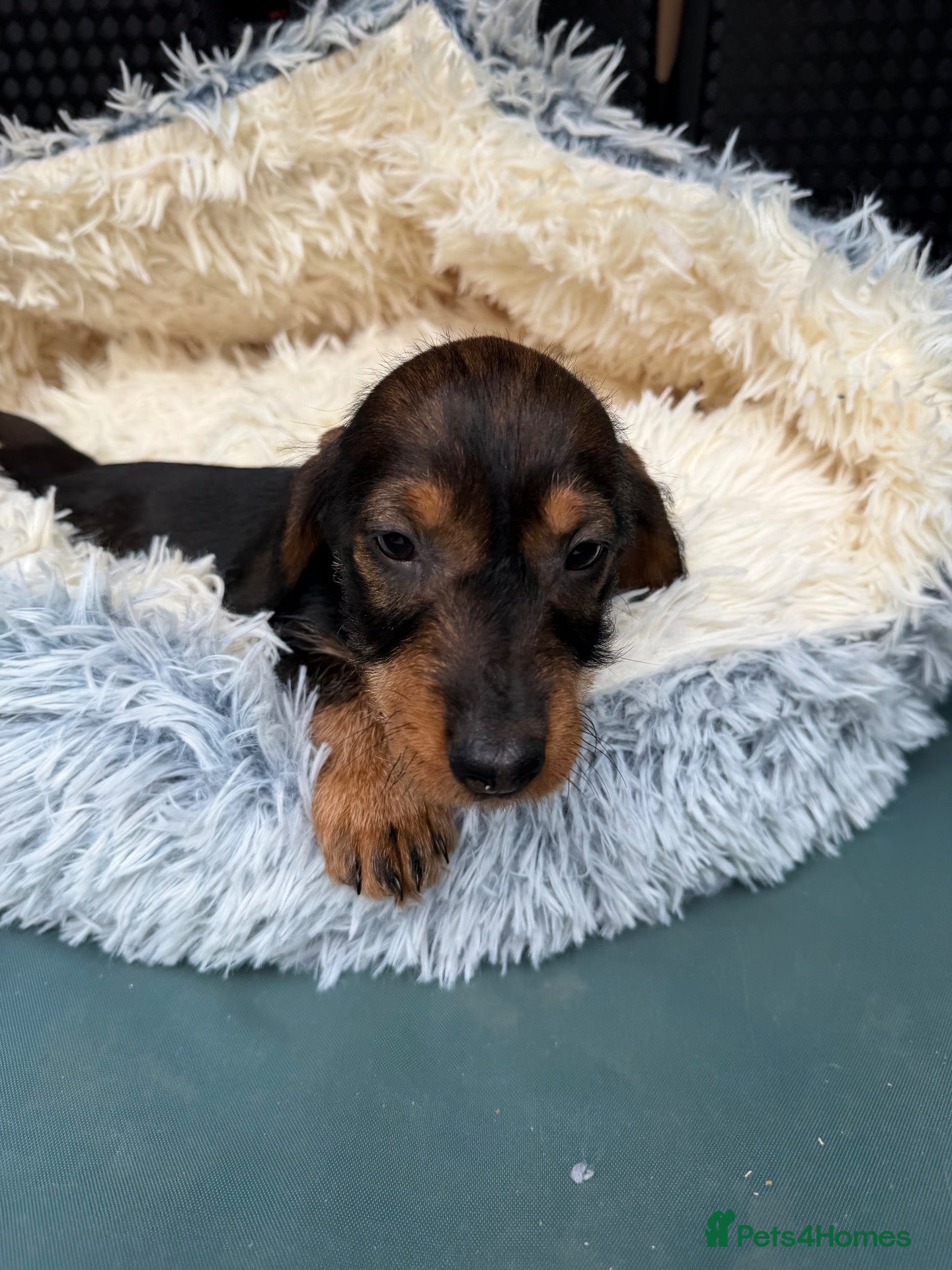 Dachshund dogs Wire haired Dachshund   - Advert 2