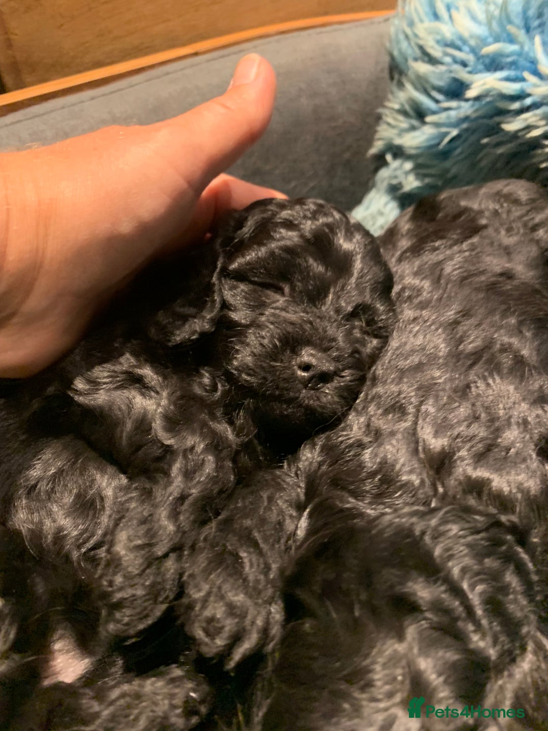 Cavapoo dogs for sale: Stunning premium F1 Cavapoo babies 🥰 - Image 27