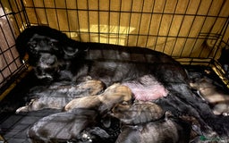 Mixed Breed dogs for sale: ❤️Beautiful Border Terrier cross puppies for sale. - Image 22