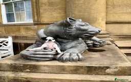 Pug dogs for sale: Stunning Puppy Unique Blue Eye Very Loving - Image 11