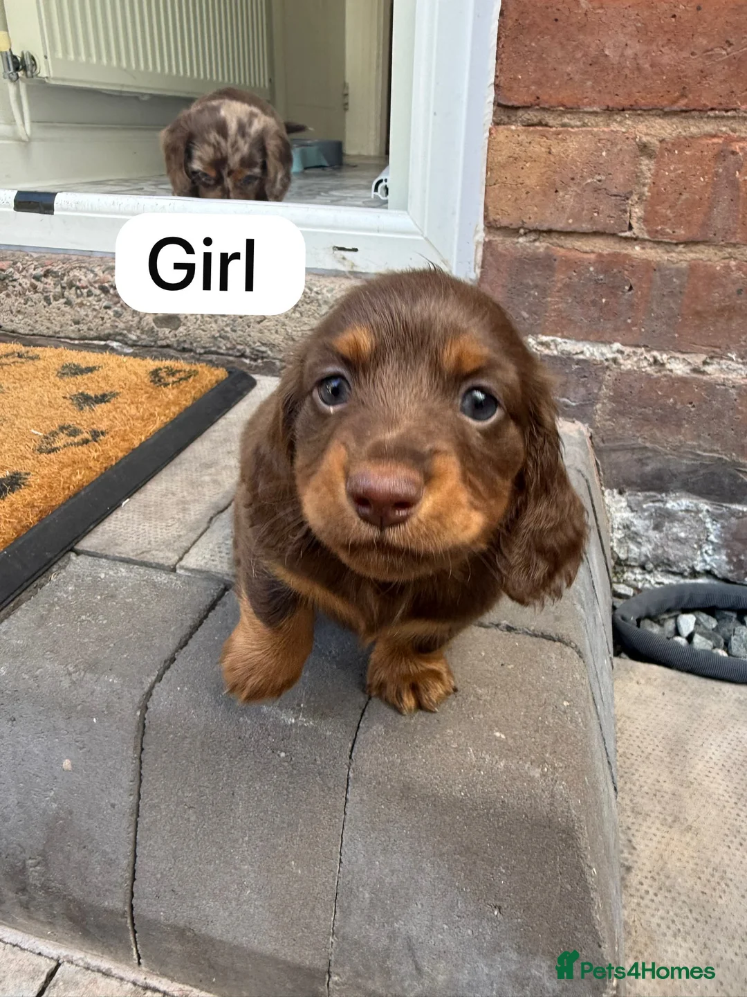 Dachshund dogs for sale: Dachshund for sale in Stourport-on-Severn - Advert 20