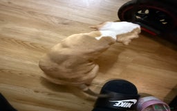 Mixed Breed dogs for sale: Tri chocolate  Corso mixed - Image 26