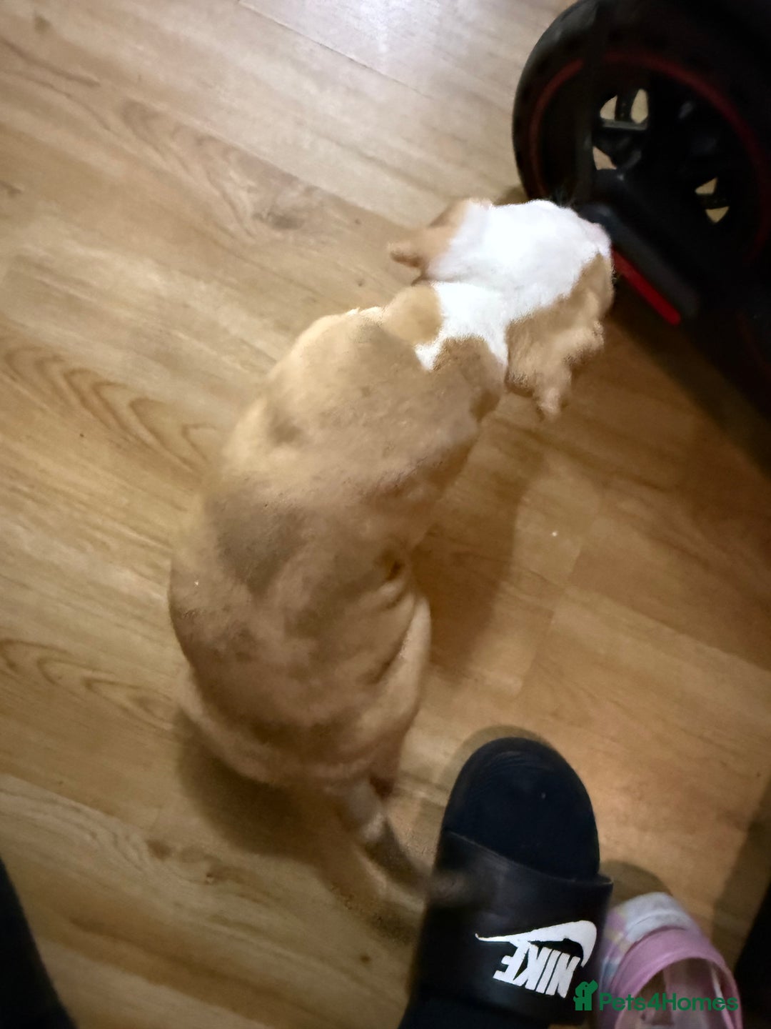 Mixed Breed dogs for sale: Tri chocolate  Corso mixed - Image 26