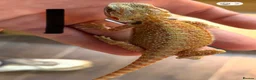 Bearded Dragon reptiles for sale: Sold pending collection - Advert 3