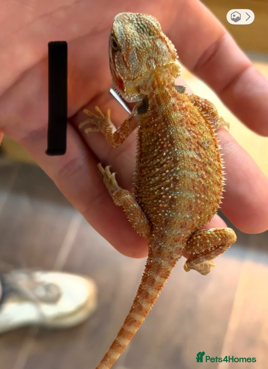 Bearded Dragon reptiles for sale: Sold pending collection - Advert 3