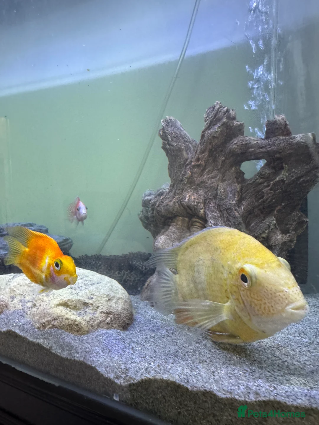 Other/Mixed Breed fish for sale: Tank & fish for sale  - Advert 2
