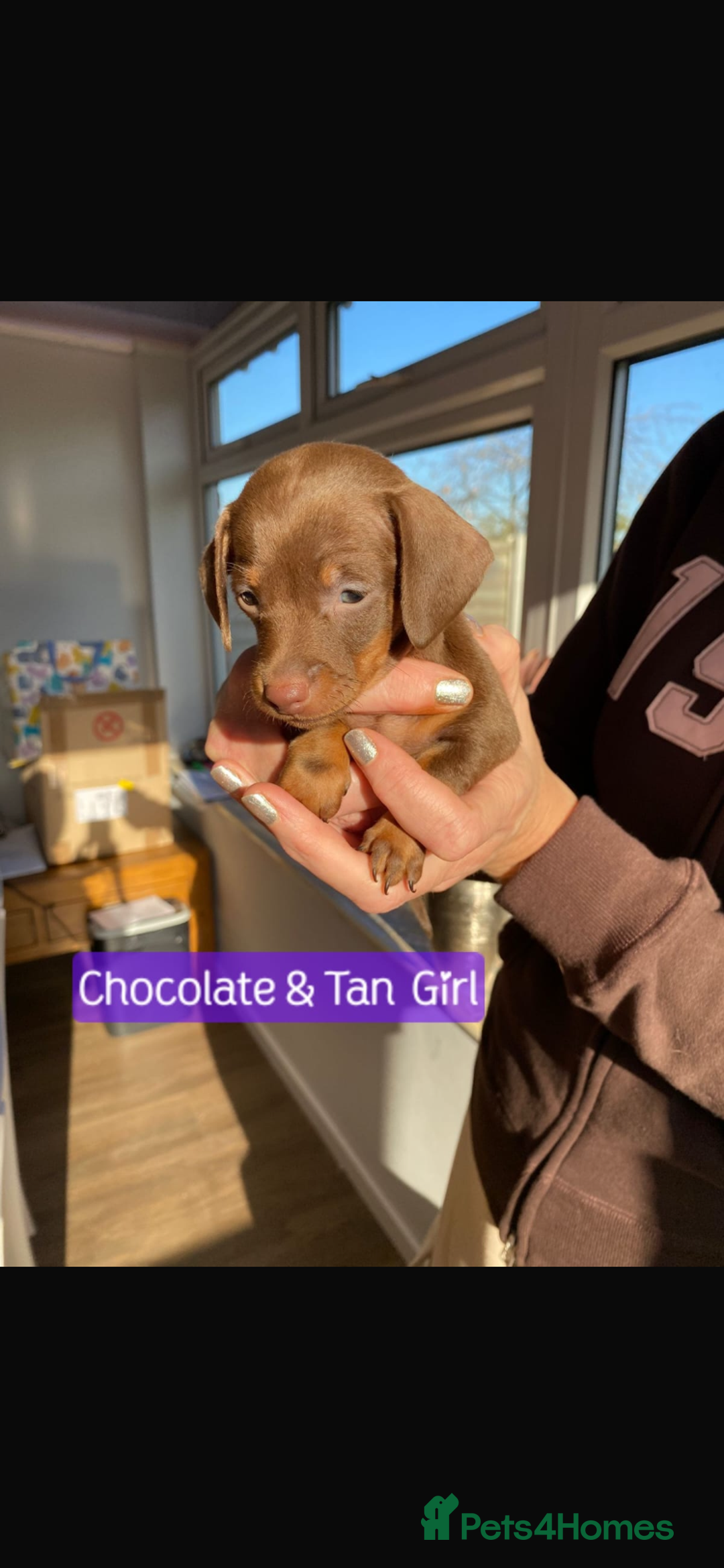 Miniature Dachshund dogs for sale: KC Minature Dacshunds READY NOW! - Advert 6