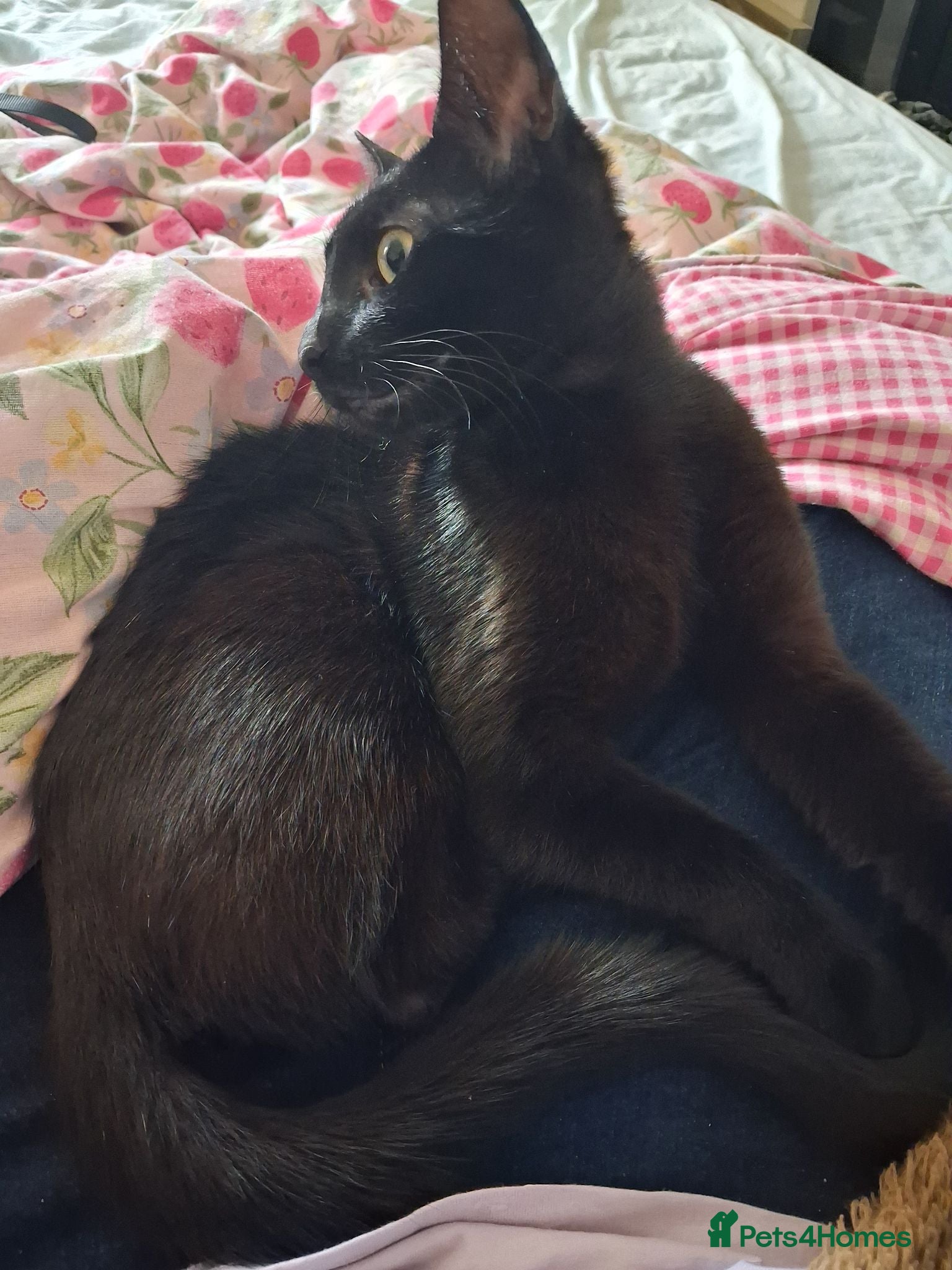 Mixed Breed cats Cat for sale £50  black female cat - Advert 1