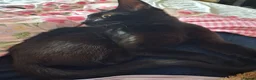 Mixed Breed cats for sale: Cat for sale £50  black female cat - Advert 1