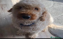Cockapoo dogs for sale: 8 gorgeous Cockapoos  - Image 23