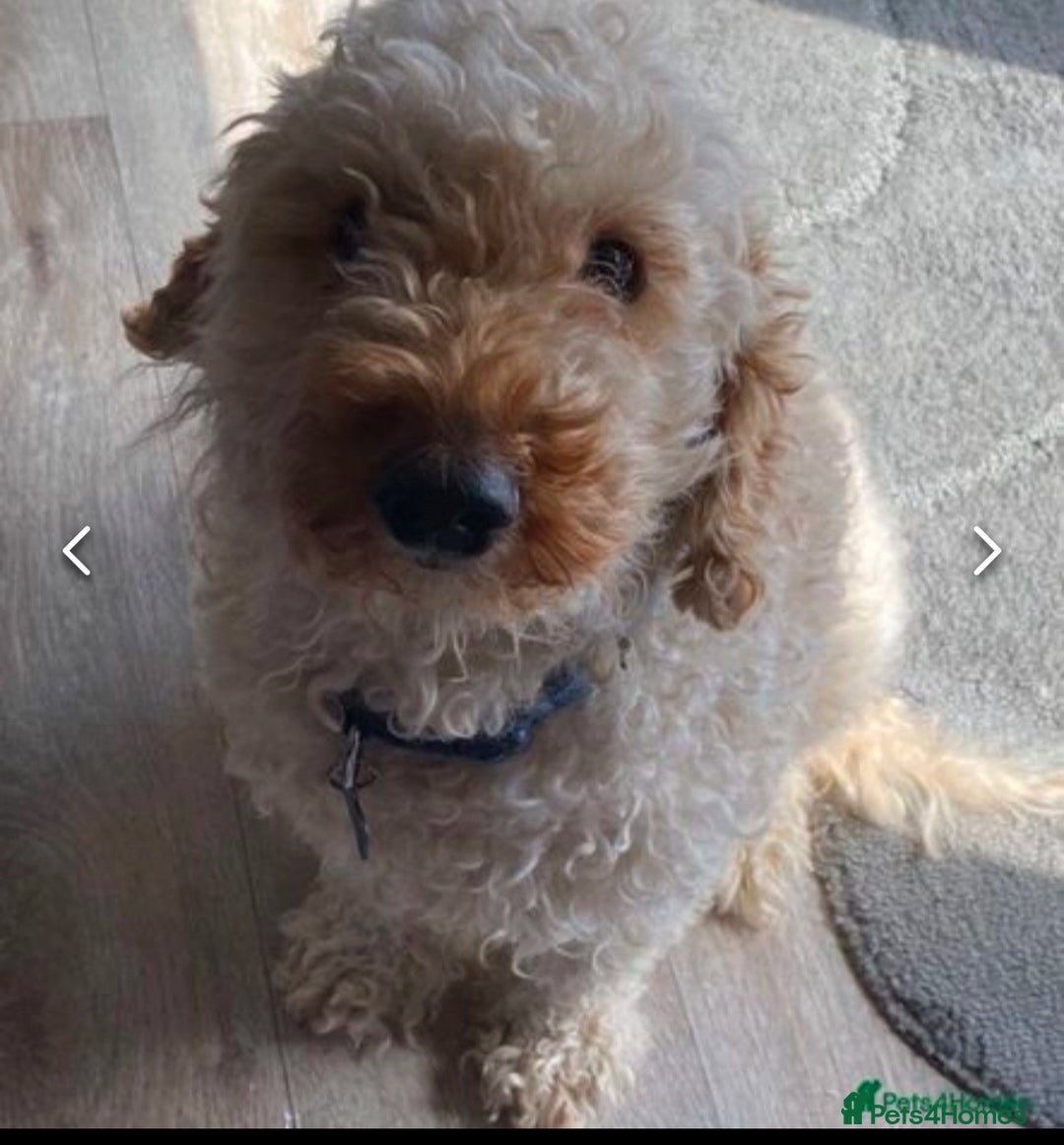 Cockapoo dogs for sale: 8 gorgeous Cockapoos  - Image 23