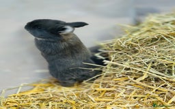Rex rabbits for sale: Rex + lionheads for sale! - Image 4