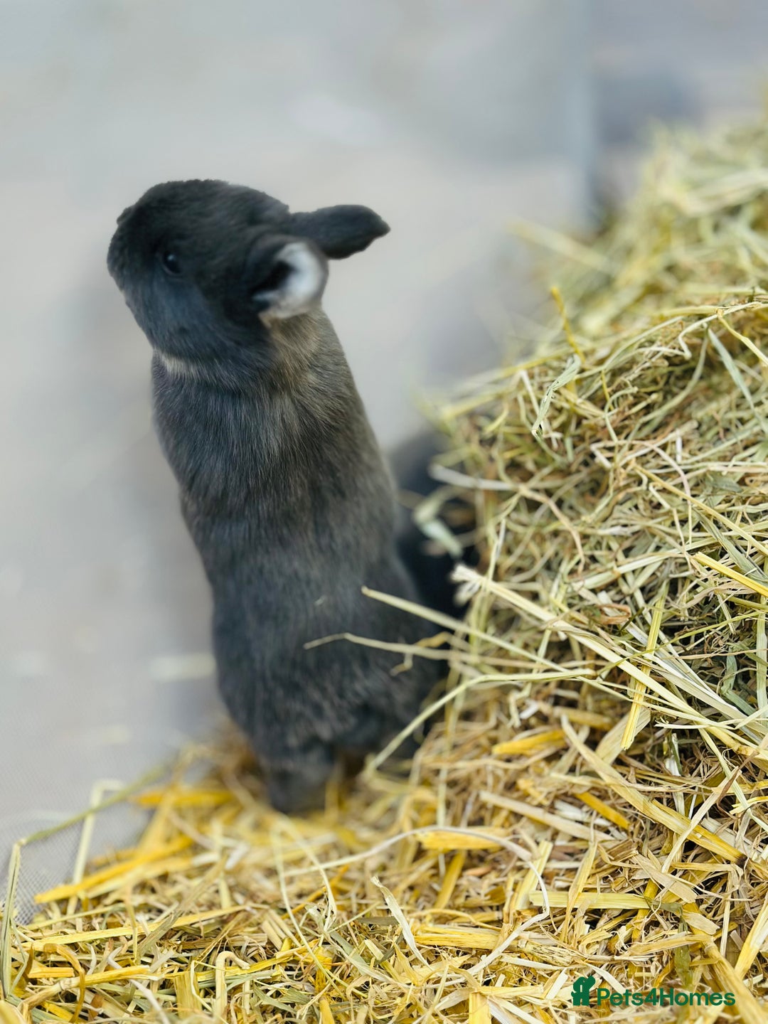 Rex rabbits for sale: Rex + lionheads for sale! - Image 4
