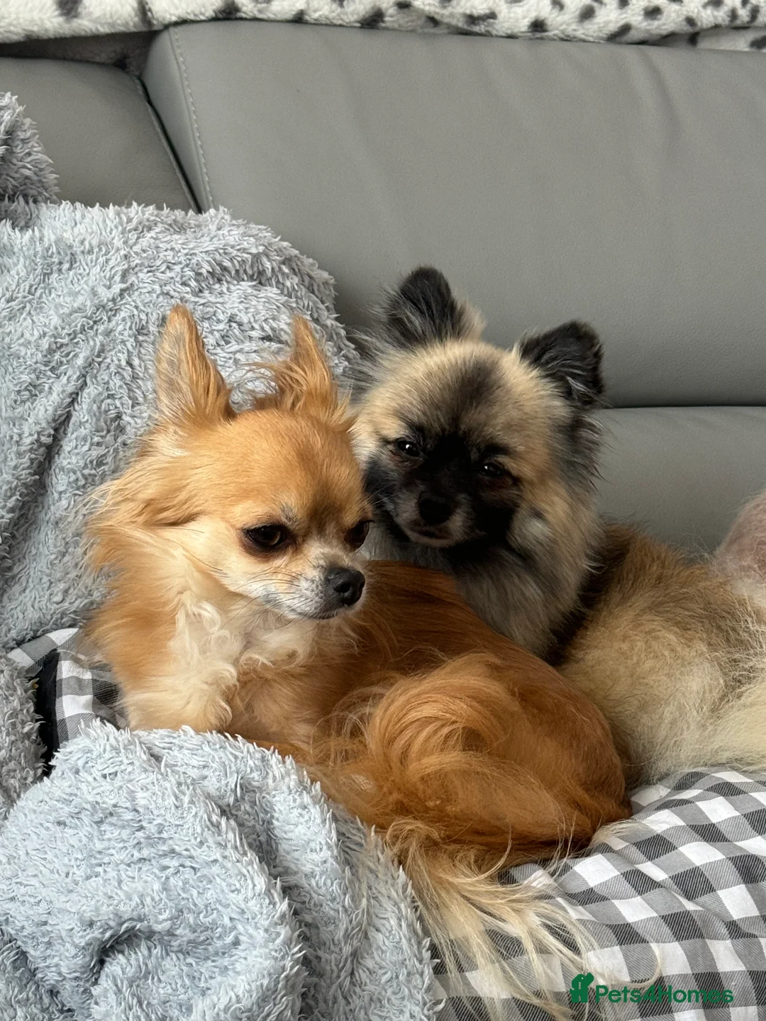 Pomeranian dogs for stud: 2kg, KC Registered, Proven, Pomeranian  in Cardiff - Advert 15