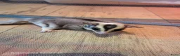 Sugar Glider rodents for sale: White face blonde Sugar gliders Male and female  - Advert 3