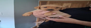 Labrador Retriever 4