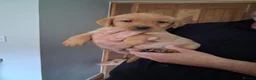 Labrador Retriever dogs for sale: Fox red and yellow labrador puppies - Advert 3