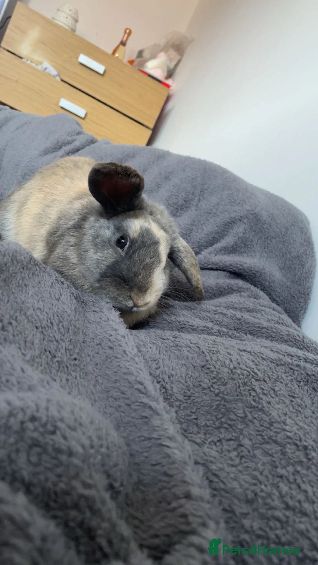 Mixed Breed rabbits for sale: Bugsy  - Advert 8