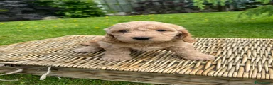 Cockapoo Puppy 11