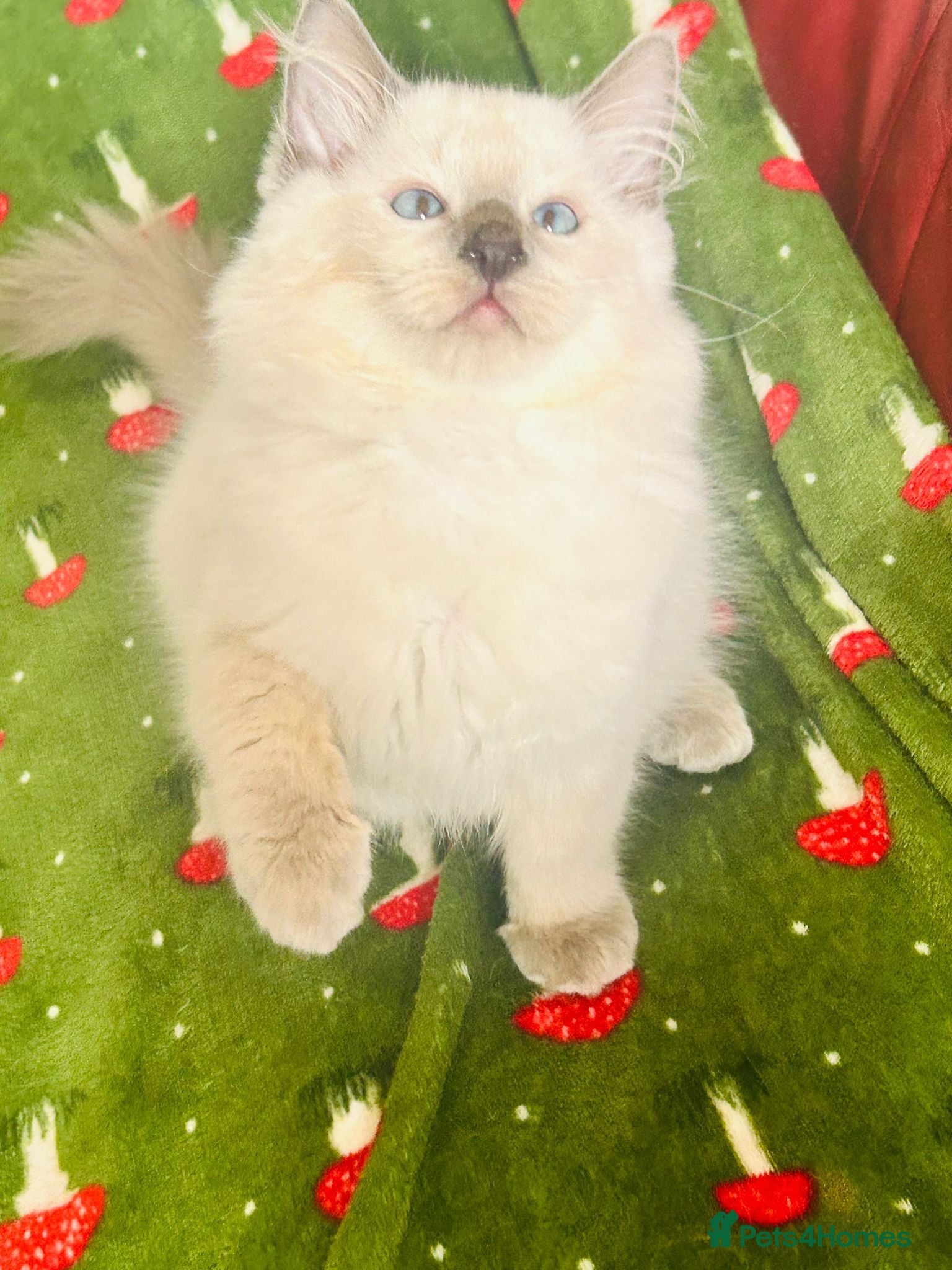 Ragdoll cats Beautiful Ragdoll kittens  - Advert 10