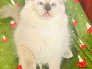 Ragdoll cats Beautiful Ragdoll kittens - Advert 10