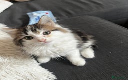 Mixed Breed cats for sale: Female Kitten for sale - Image 3