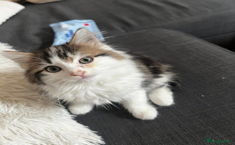 Mixed Breed cats - Advert 7