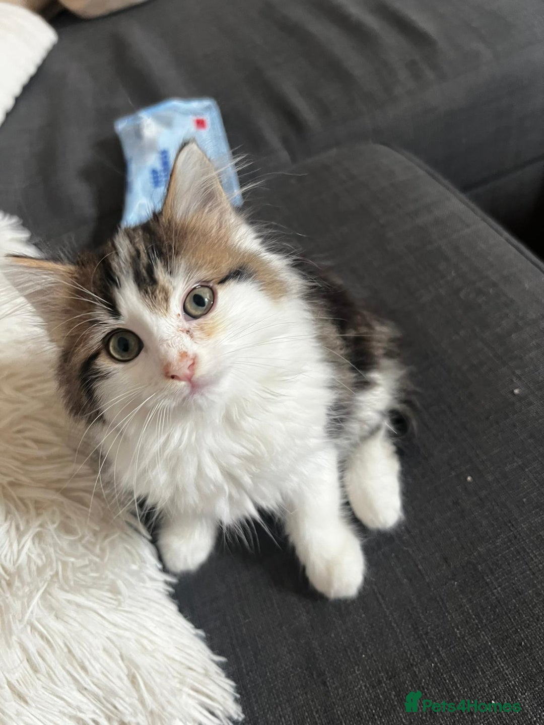 Mixed Breed cats for sale: Female Kitten for sale - Image 3