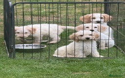 Cockapoo dogs for sale: Beautiful cockapoo pups ready now - Image 10
