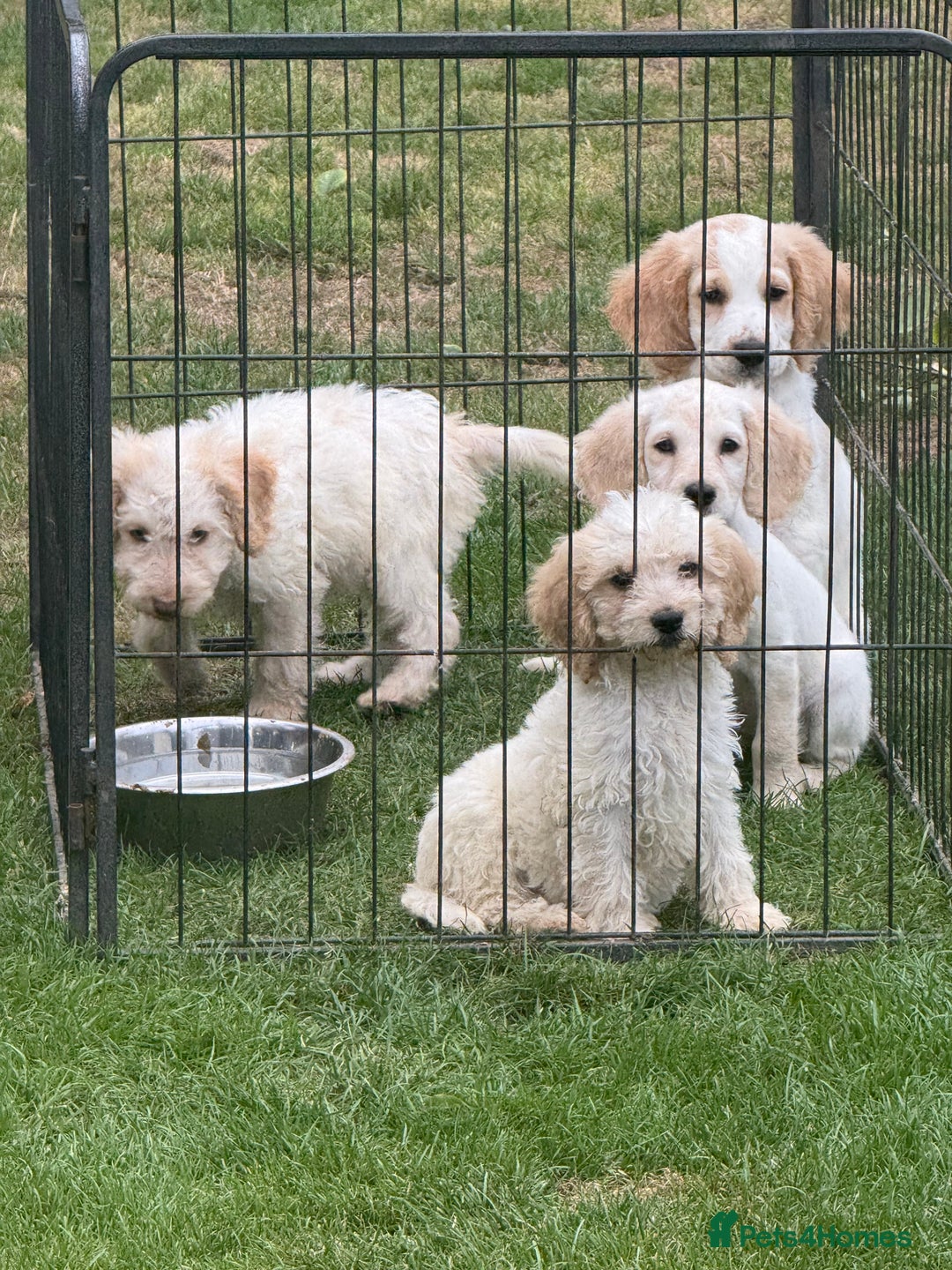 Cockapoo dogs for sale: Beautiful cockapoo pups ready now - Image 10