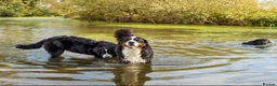 Bernese Mountain Dog dogs for stud: Stunning proven stud dog  - Advert 8