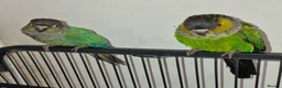 Conures birds for sale: Breeding pair of conure parrots  - Advert 4
