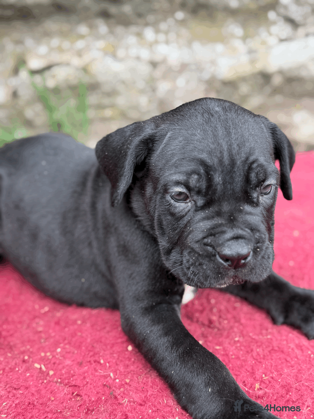 Cane Corso dogs for sale: 9 Beautiful Cane Corso Puppies for sale  - Image 13