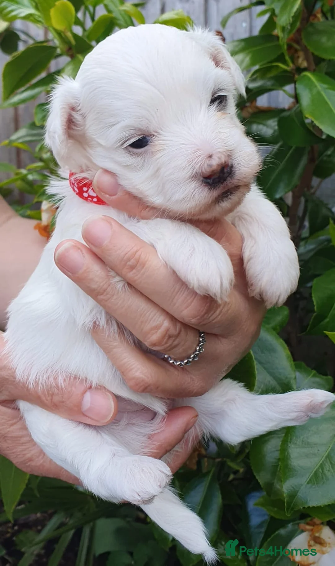Maltese dogs for sale: 🌟 KC Registered Maltese Puppies 3 Beautiful Girls - Advert 2