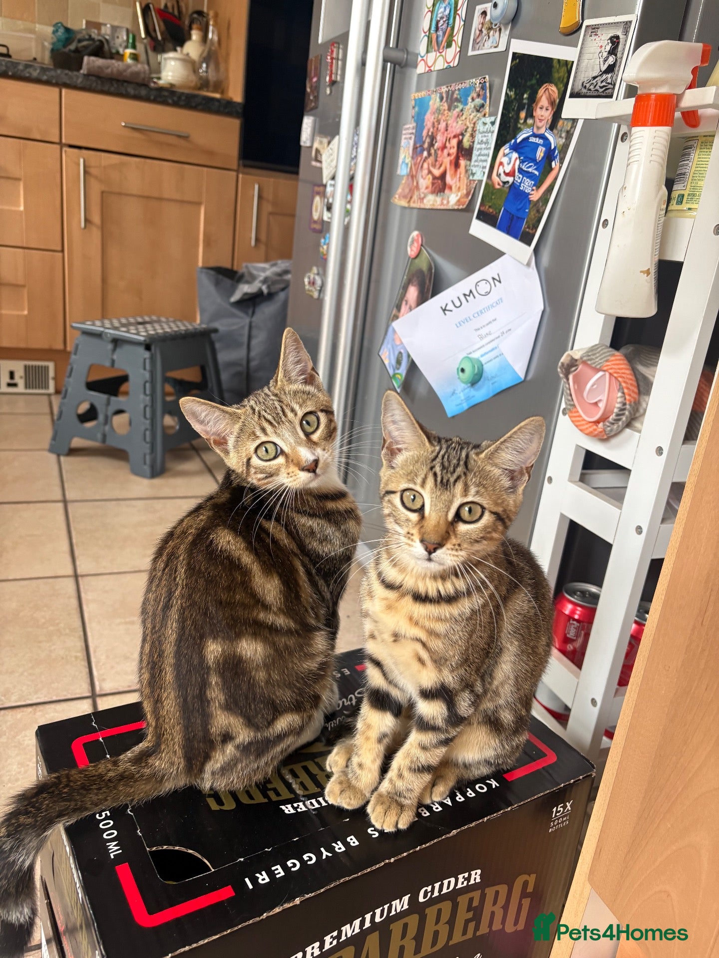 Mixed Breed cats Bengal cross Kittens – One Male & One Female - Advert 21