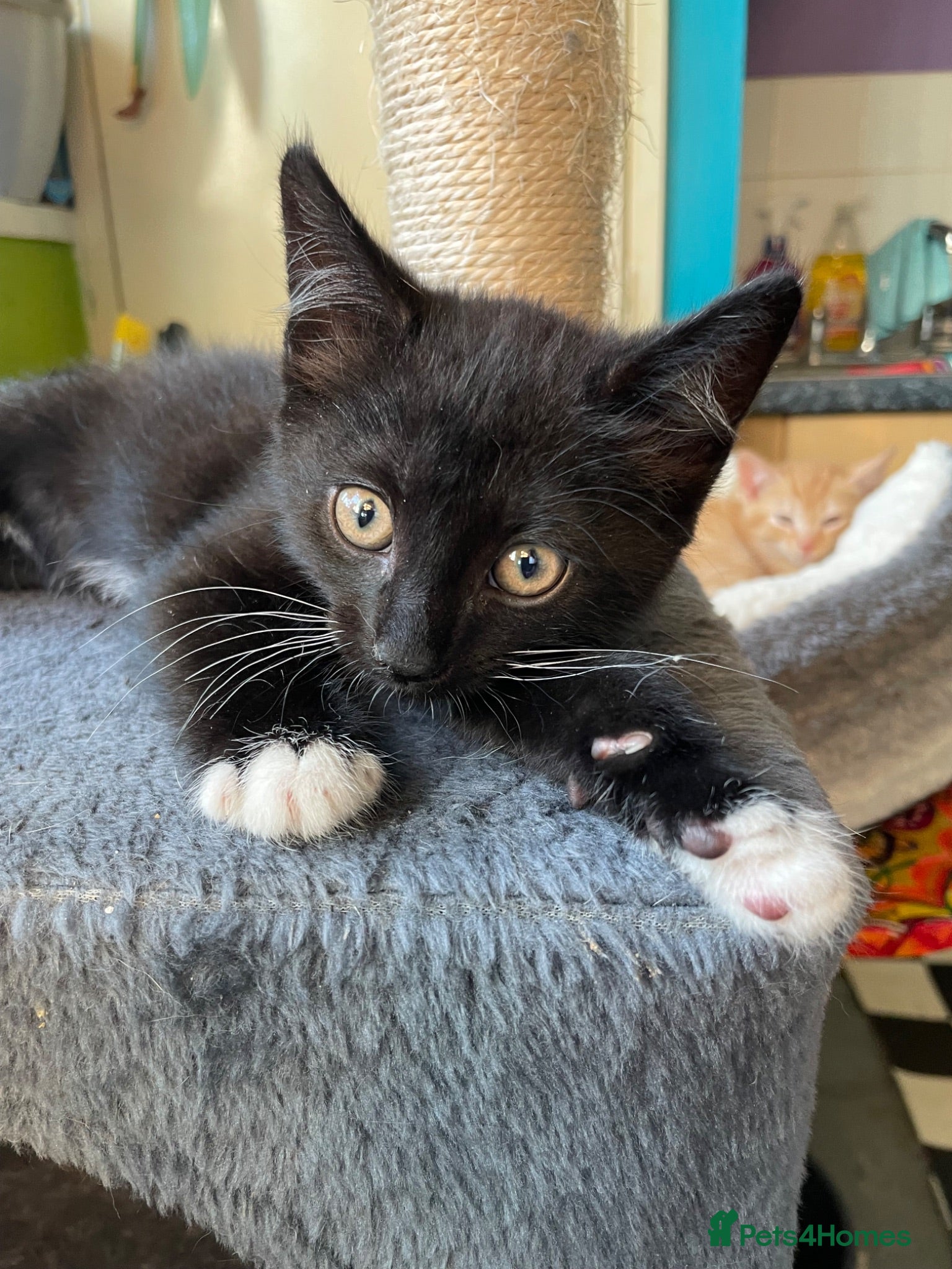 Mixed Breed cats Adorable healthy kitten seeking new adventures! - Advert 15