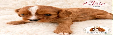 Cavalier King Charles Spaniel 3