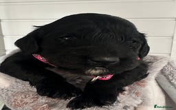 Cockapoo dogs for sale: Stunning cockapoo ready 21 December  - Advert 13