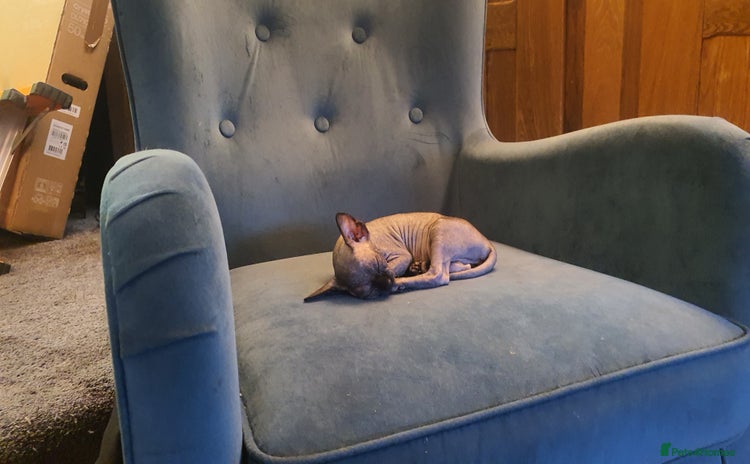 Sphynx cats in Cannock - Advert 8