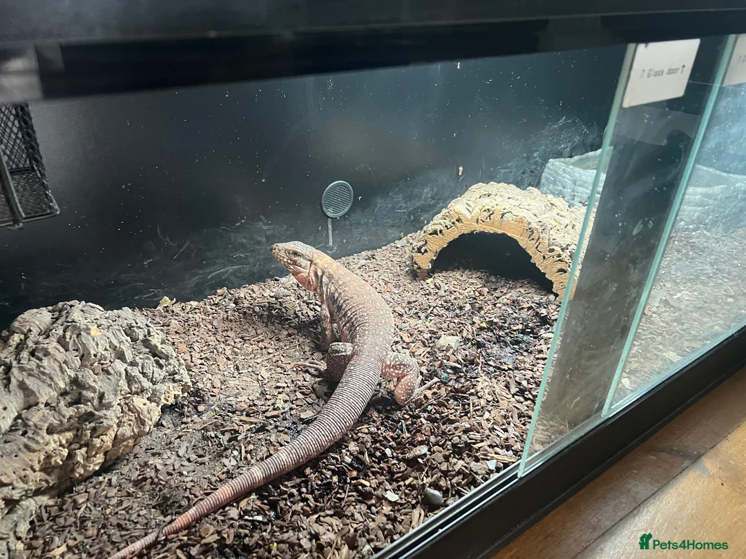 Monitor reptiles for sale: Red Tegu monitor in Braintree - Advert 2
