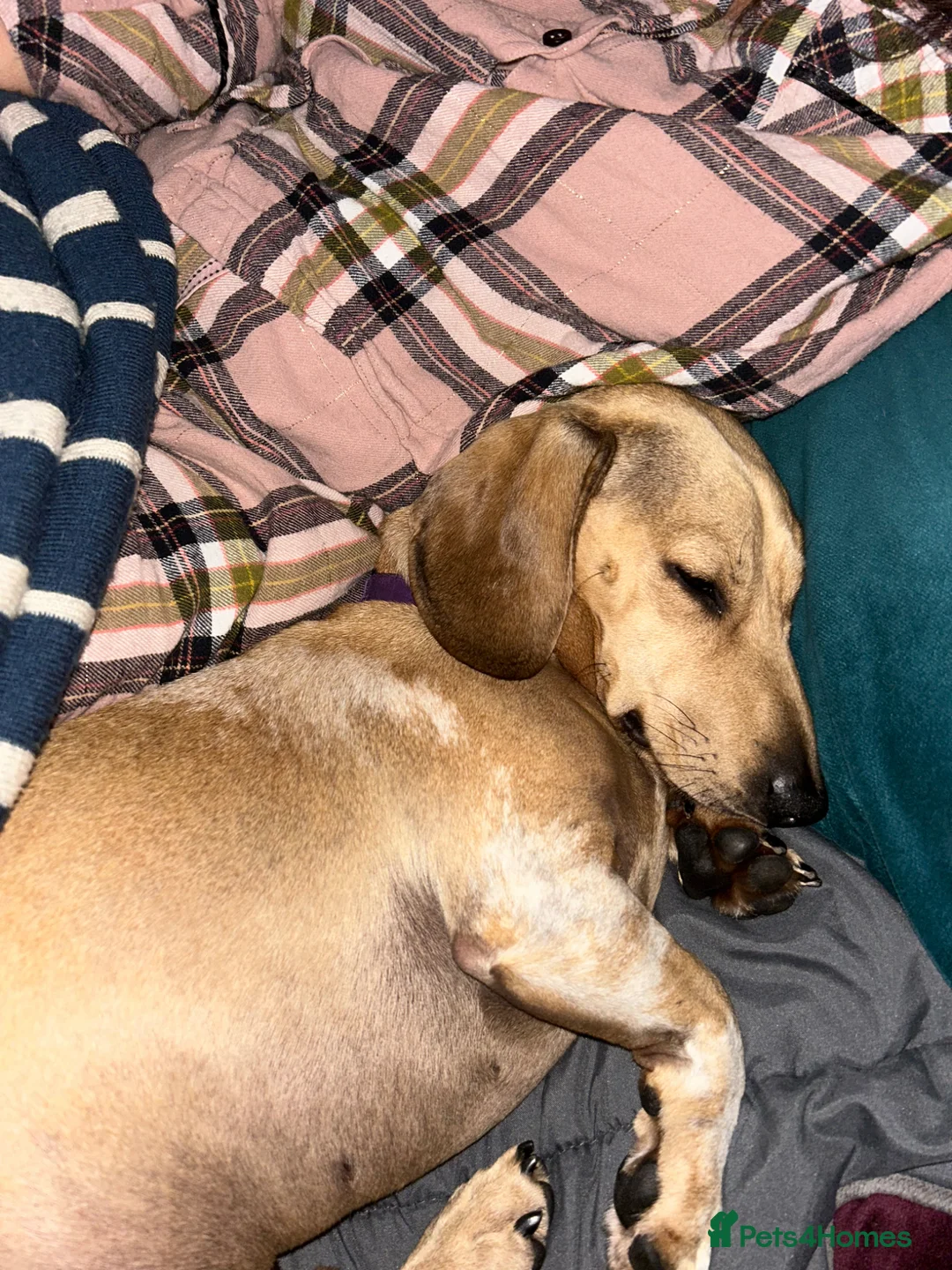 Dachshund dogs for sale: Jimmy the Daxie - 5 years old   - Advert 2