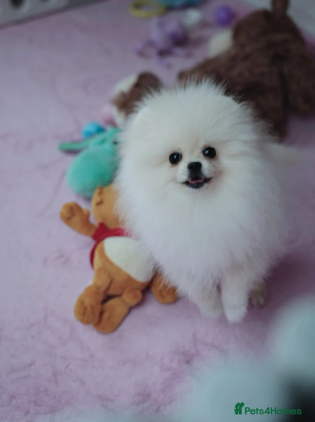 Pomeranian dogs for sale: Beautiful White Girl Korean Line Pomeranian ❤️ in Barnoldswick - Advert 1