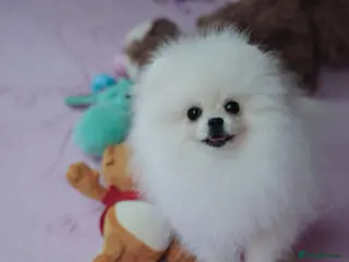 Pomeranian dogs Beautiful White Girl Korean Line Pomeranian ❤️ - Advert 1