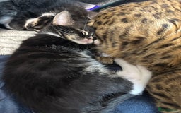 Maine Coon cats for sale: Super friendly fluffy Maine coon X Bengal kittens - Image 7