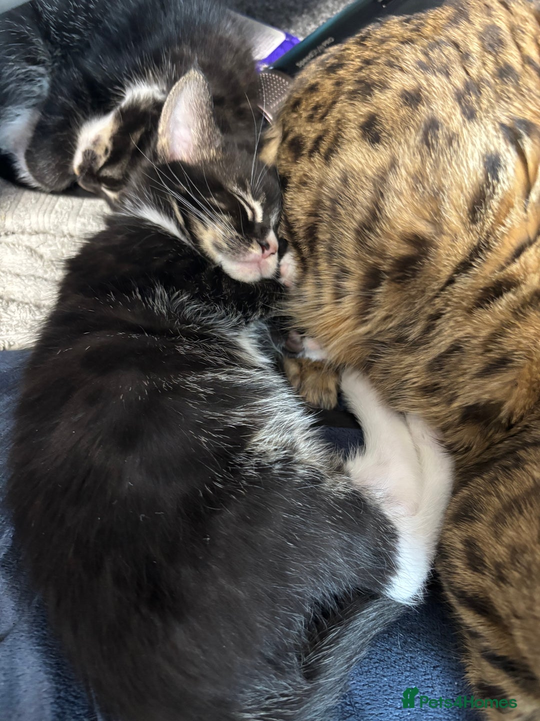 Maine Coon cats for sale: Super friendly fluffy Maine coon X Bengal kittens - Image 7