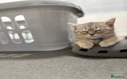 British Shorthair cats for sale: BSH Kitten Bean - Image 37